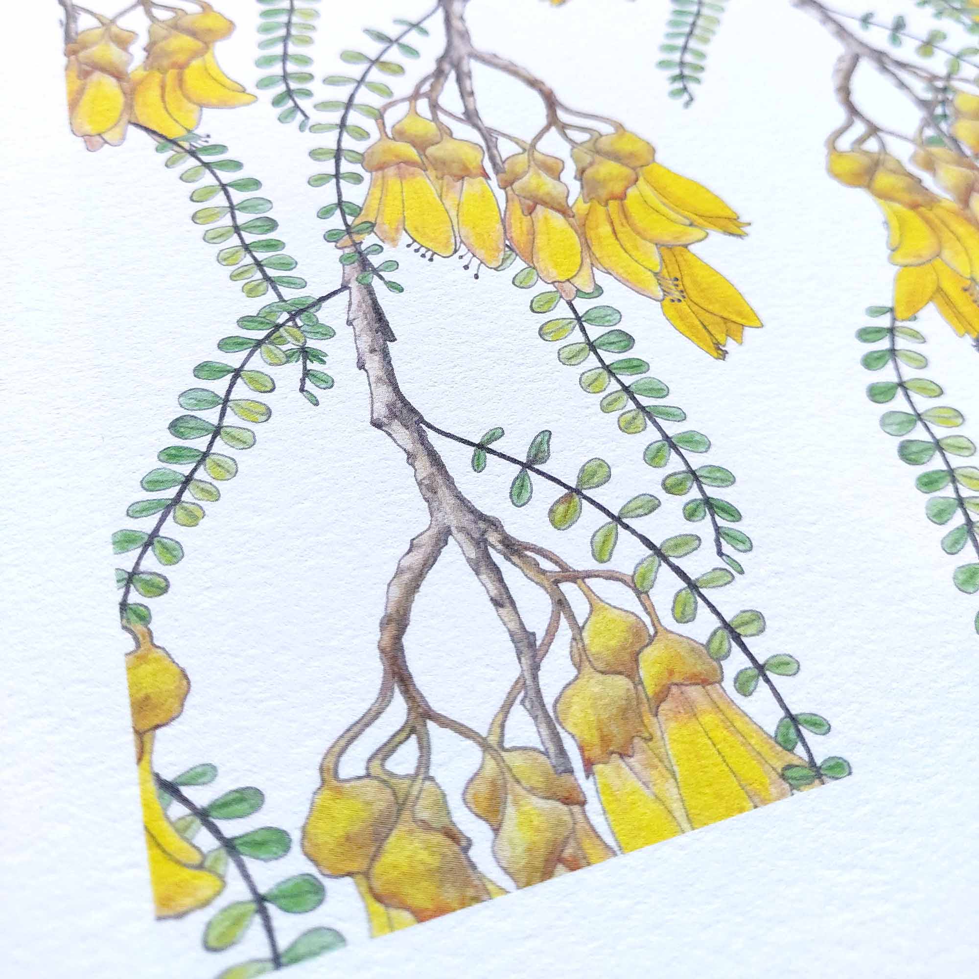 Branches of Kowhai Art Print